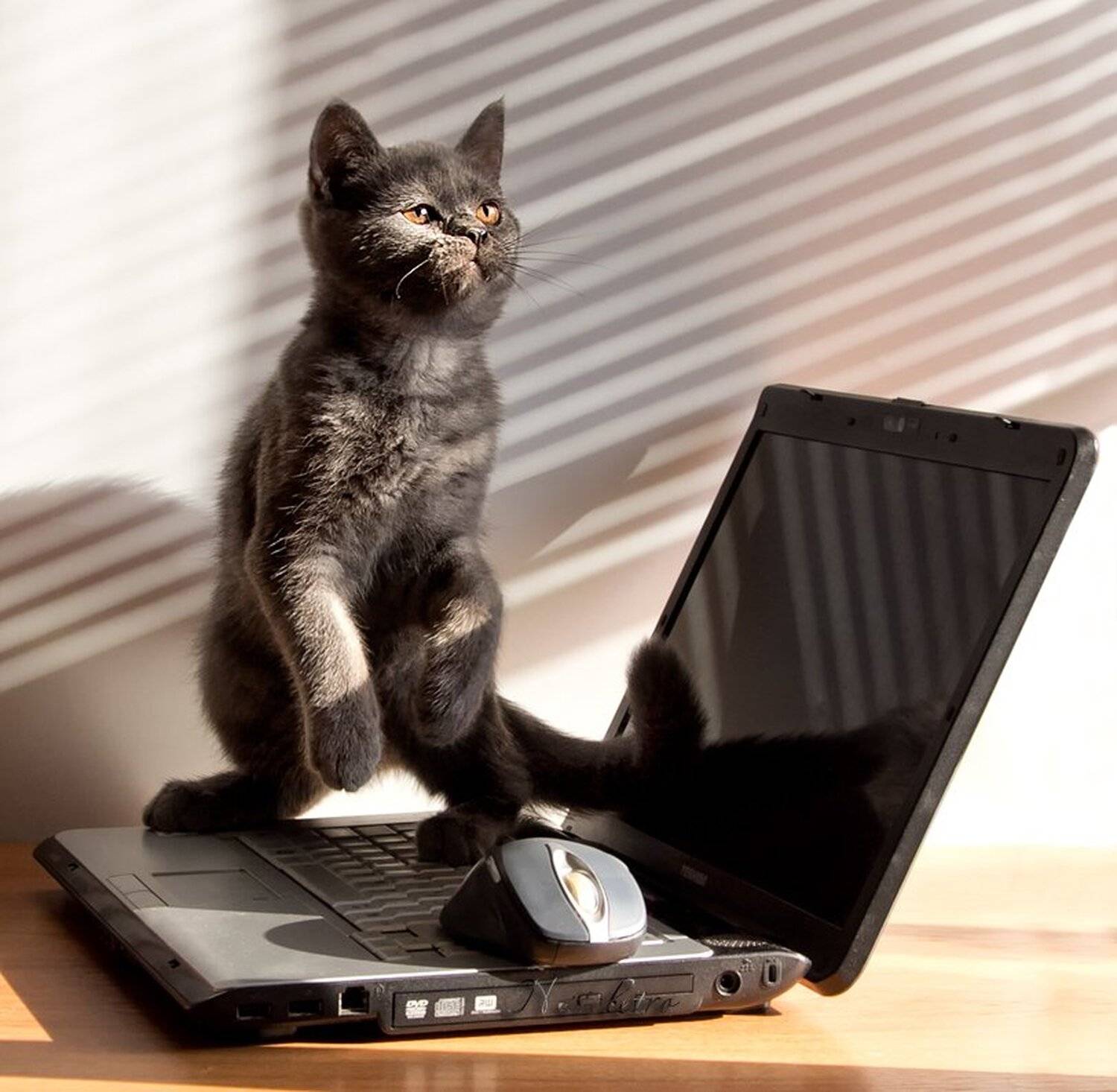 британский, котик, котёнок, Наталья Кузнецова (Nateletro)