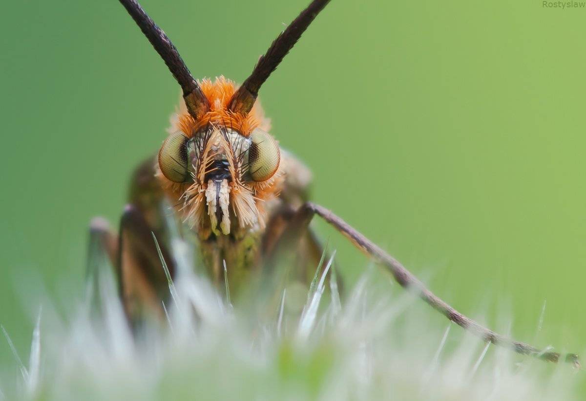 ростислав, canon 100mm macro usm, , Ростислав