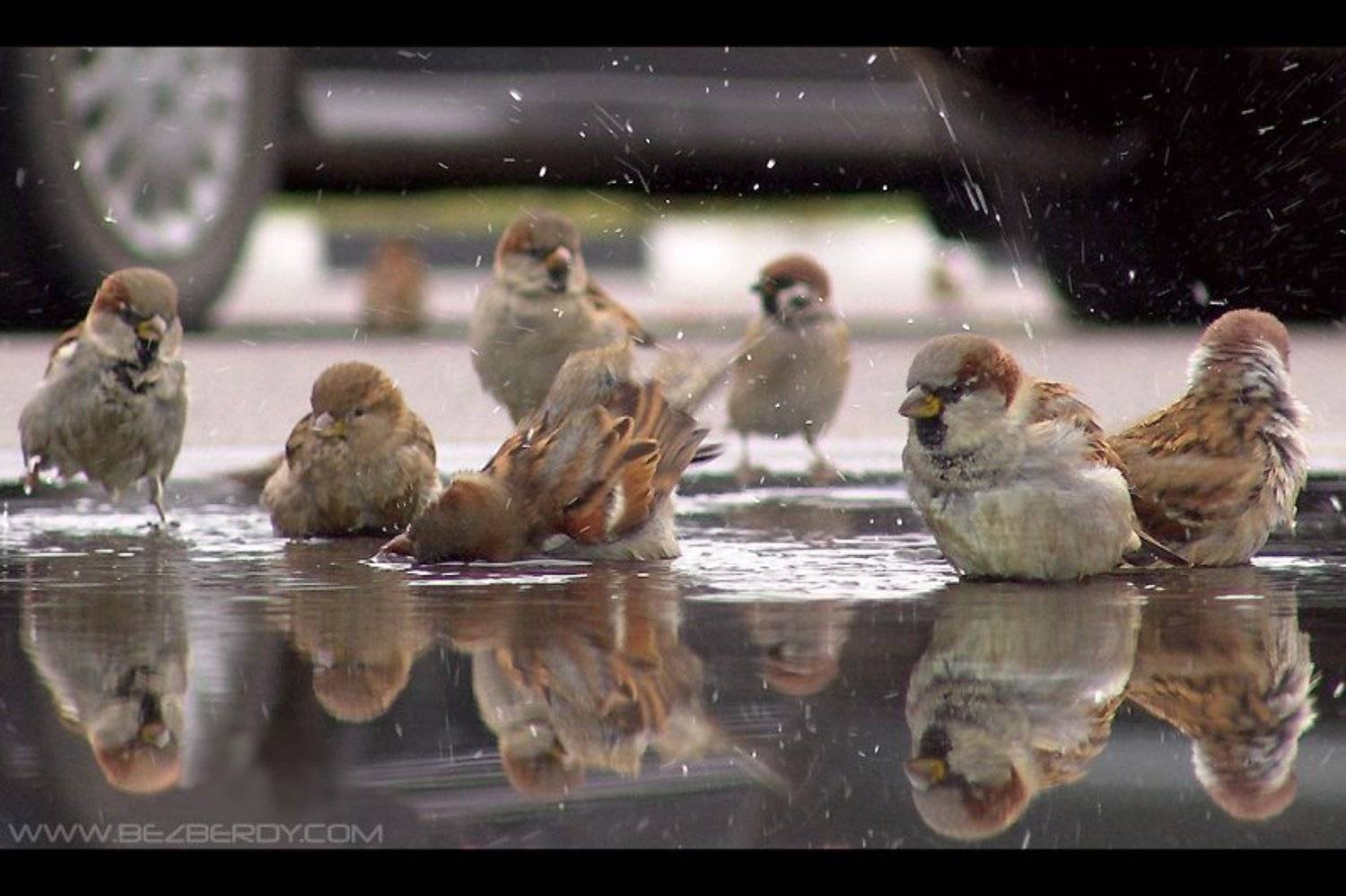 город, воробей, витебск, баня, купаться, Сергей Безбердый