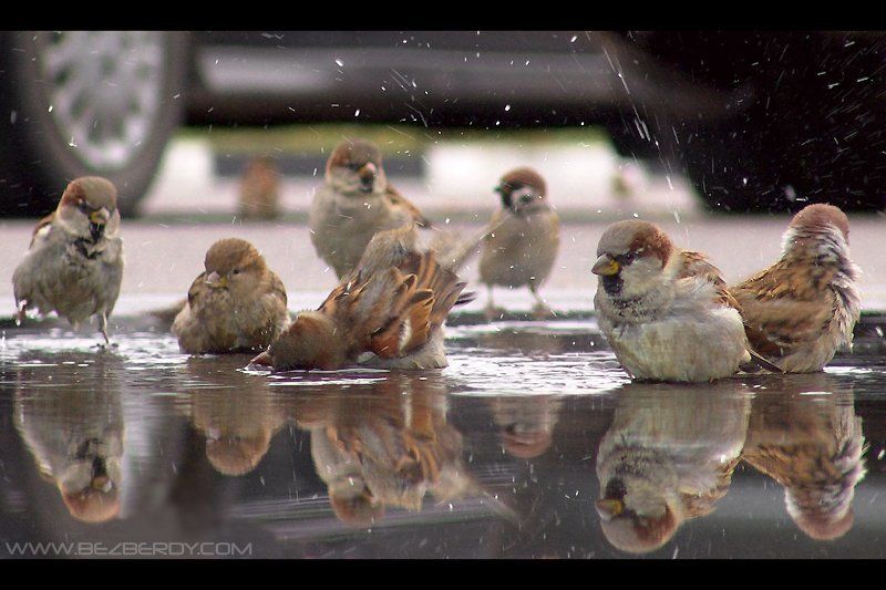 город, воробей, витебск, баня, купаться  фото превью