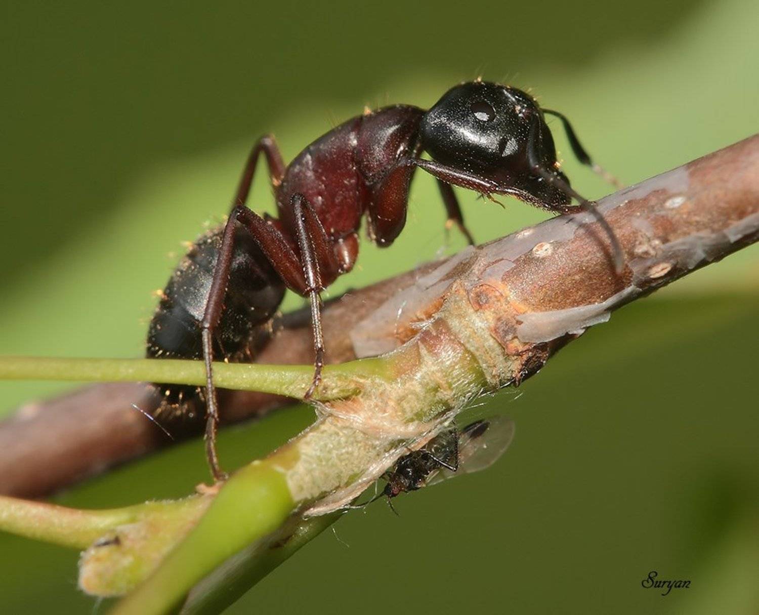 тля, муравей, лето, Олег Сурьянинов