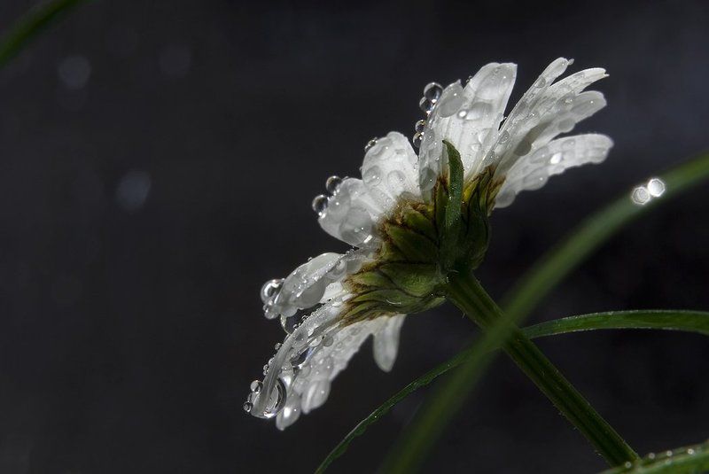 Ромашковая прощальная фото превью