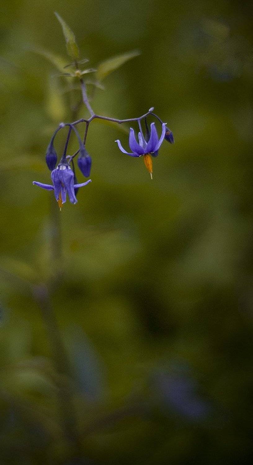 луг., синь, цвток, вечер, Александр