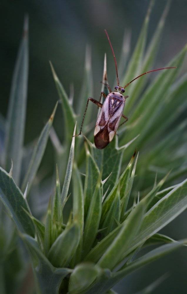 вечер, жук, макро, Петриченко Валерий