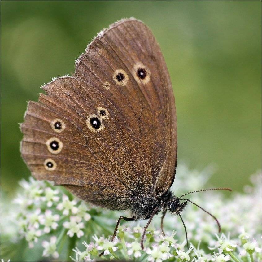 бабочка, КарОл