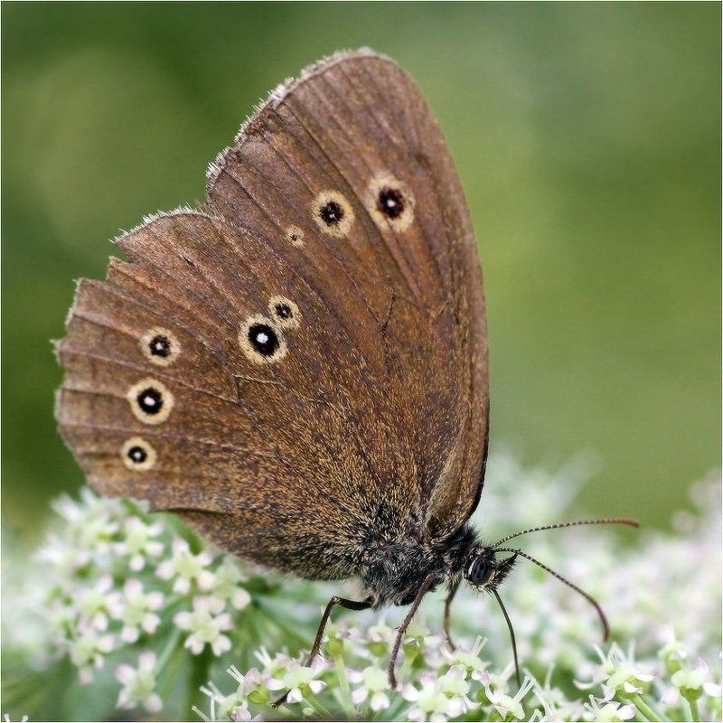 На лугу пасется... фото превью