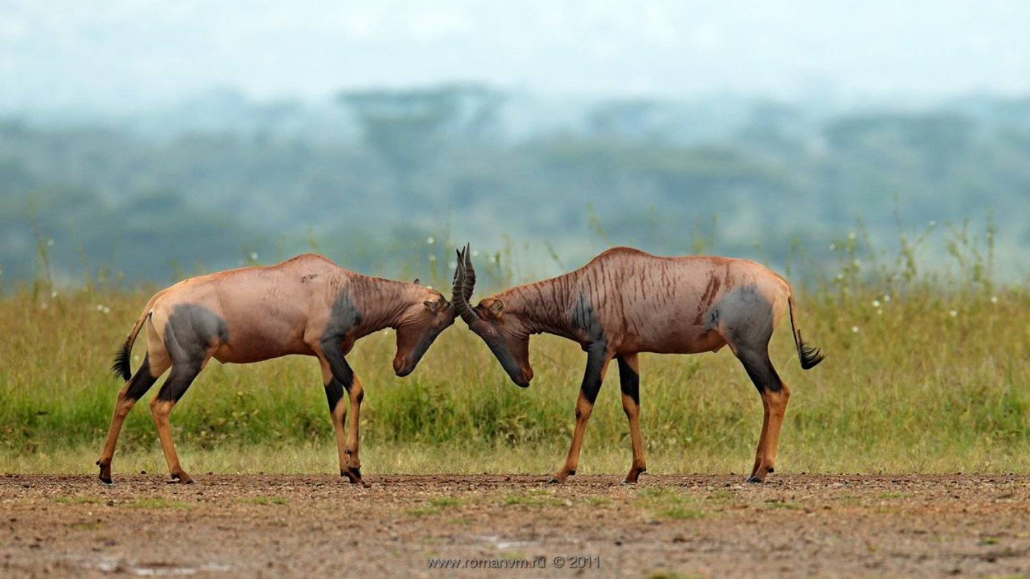 антилопа топи, серенгети, тазания, африка, Роман Мурушкин