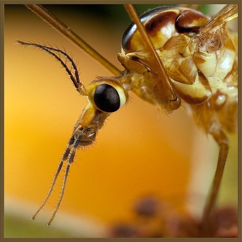 tipulidae, комары-долгоножки, Linas T