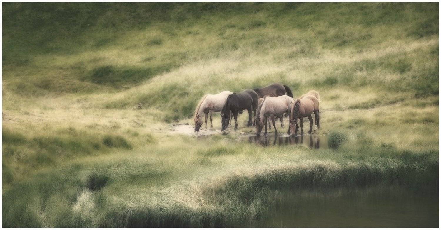 , Денис Кривой
