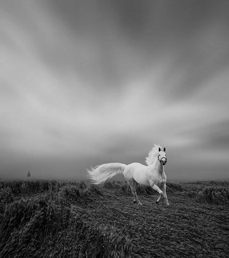 white, back, mist, fog, wheat, field, horse, Caras Ionut