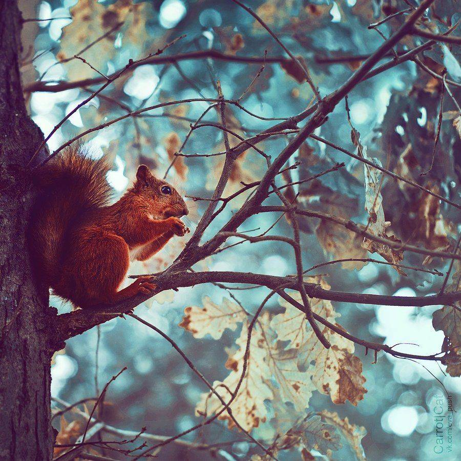 carrotcat, squirrel, Женя Белан
