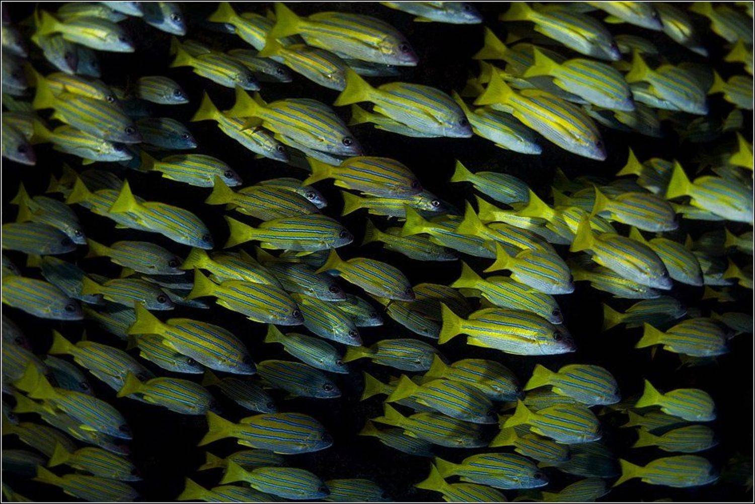 , Владимир Жданов