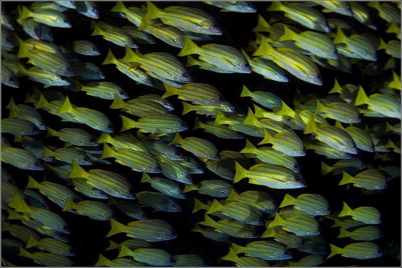 Побег полосатиков фото превью