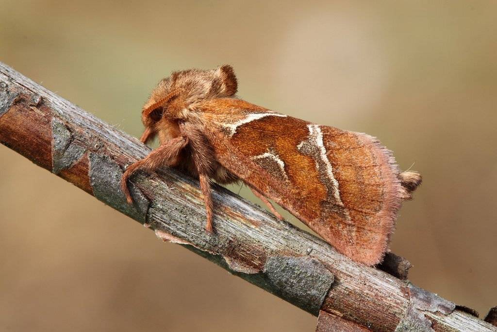 sylvina, triodia, лесной, тонкопряд, Сергей Таланов