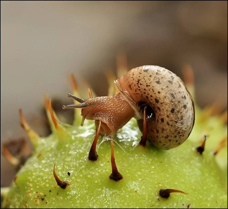 , Андрей Осокин