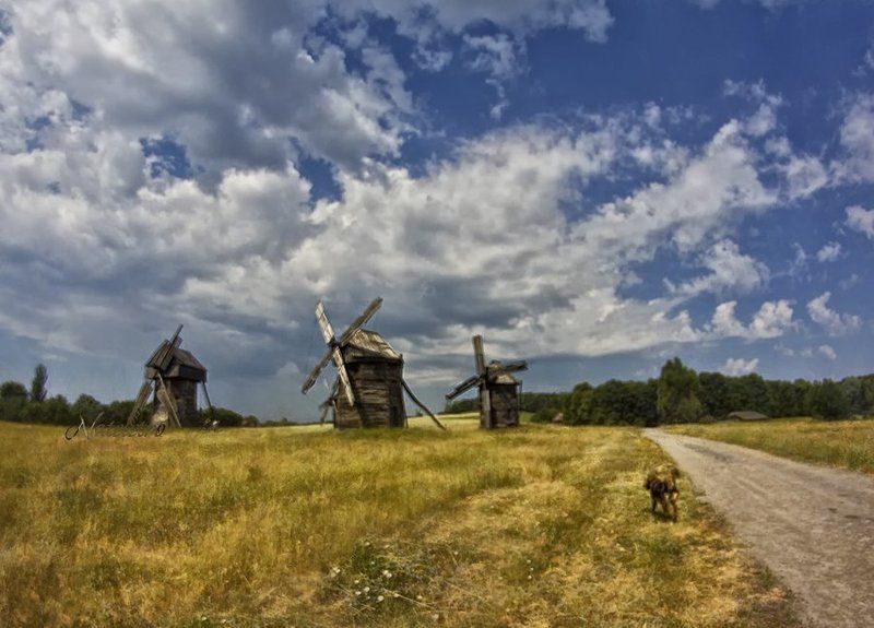 пирогово, киев, мельницы, лето, дорога, собака  фото превью