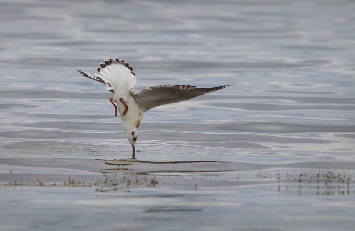 , Зоя Лаптева