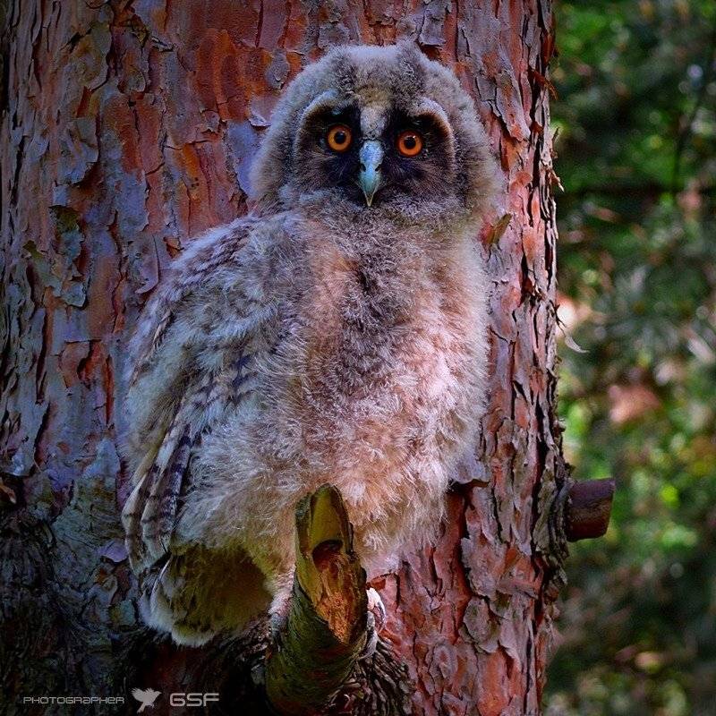 дерево, птенец, сова, природа, маскировка, Serj Master