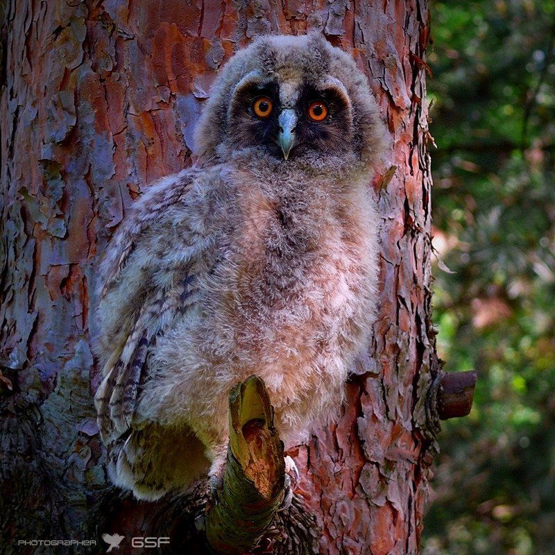Замаскировался фото превью