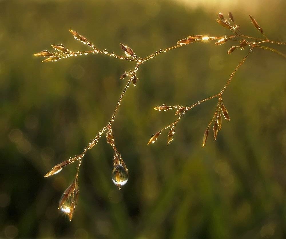 солнце, роса, трава, украшение, Марина Брыдня