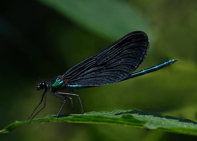 стрекоза, красотка-девушка  фото превью