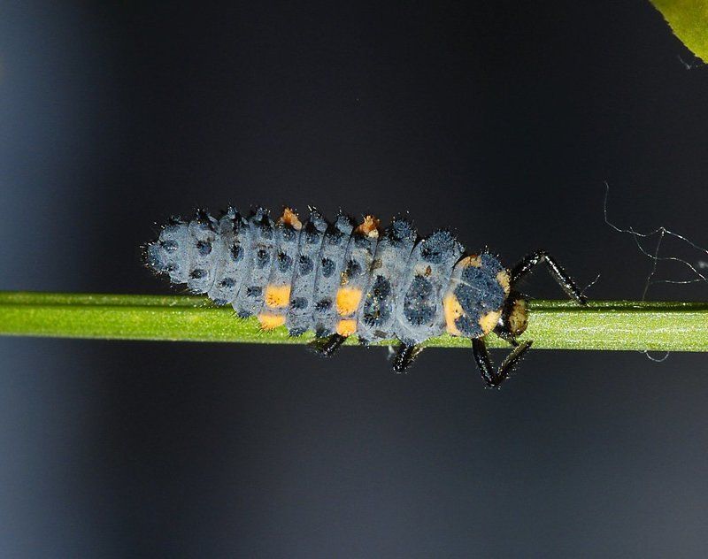 божья, коровка  фото превью