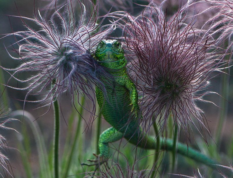 ящерица  фото превью