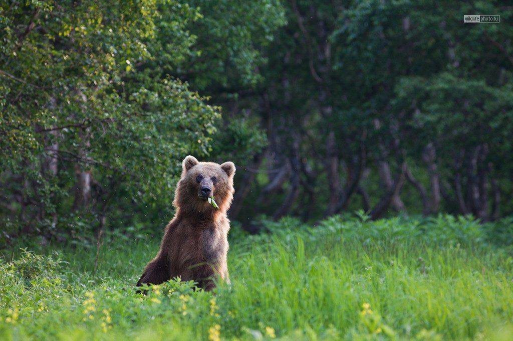 камчатка, медведи, Сергей Краснощёков