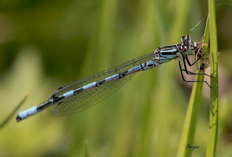 лето, трава, стрекоза  фото превью