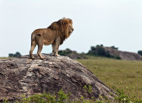 Хозяин саванны.