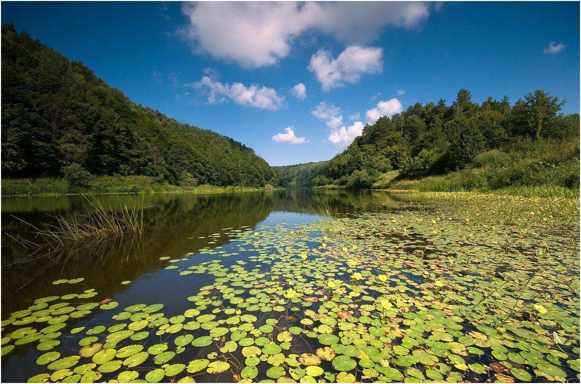 , Николай Шахманцир