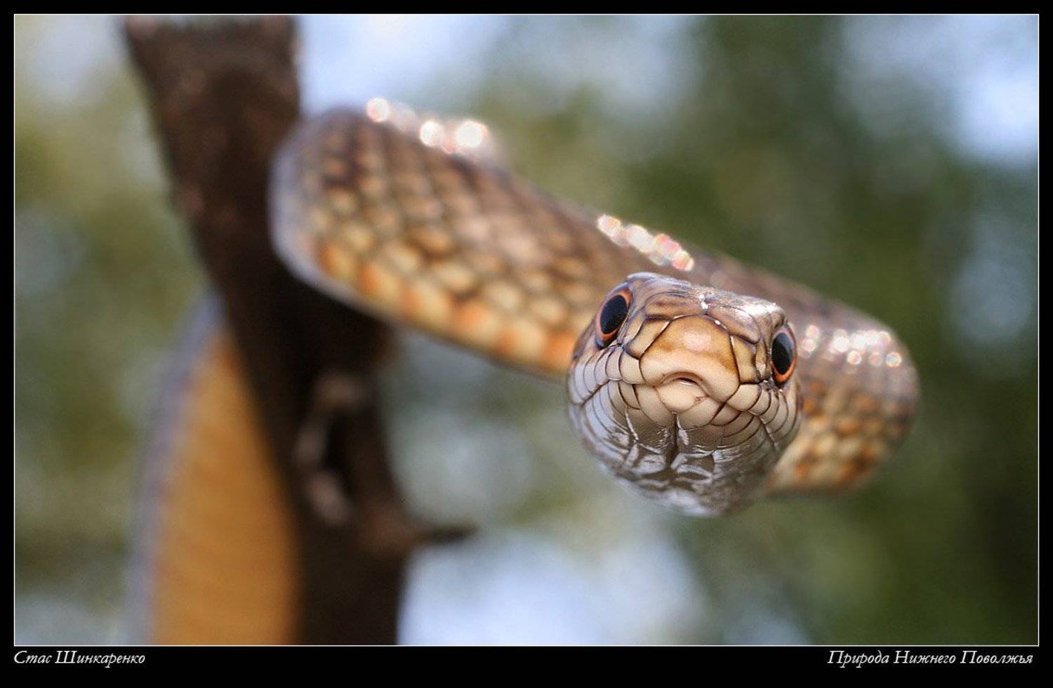 , Стас Шинкаренко