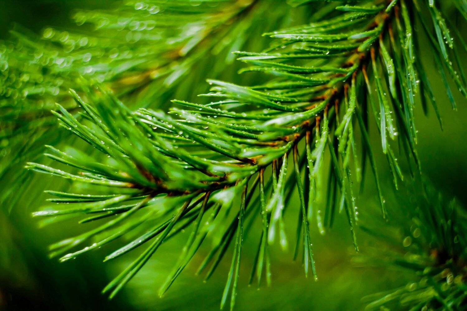 зелень, ель, лес, , Артур Ярославский