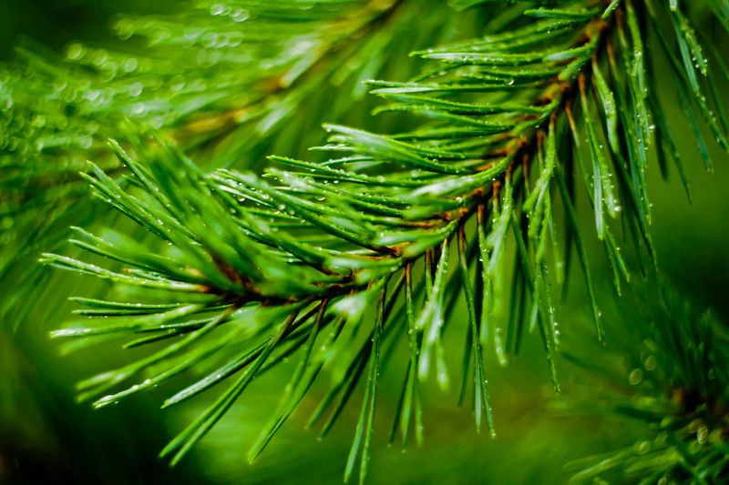 зелень, ель, лес,   фото превью