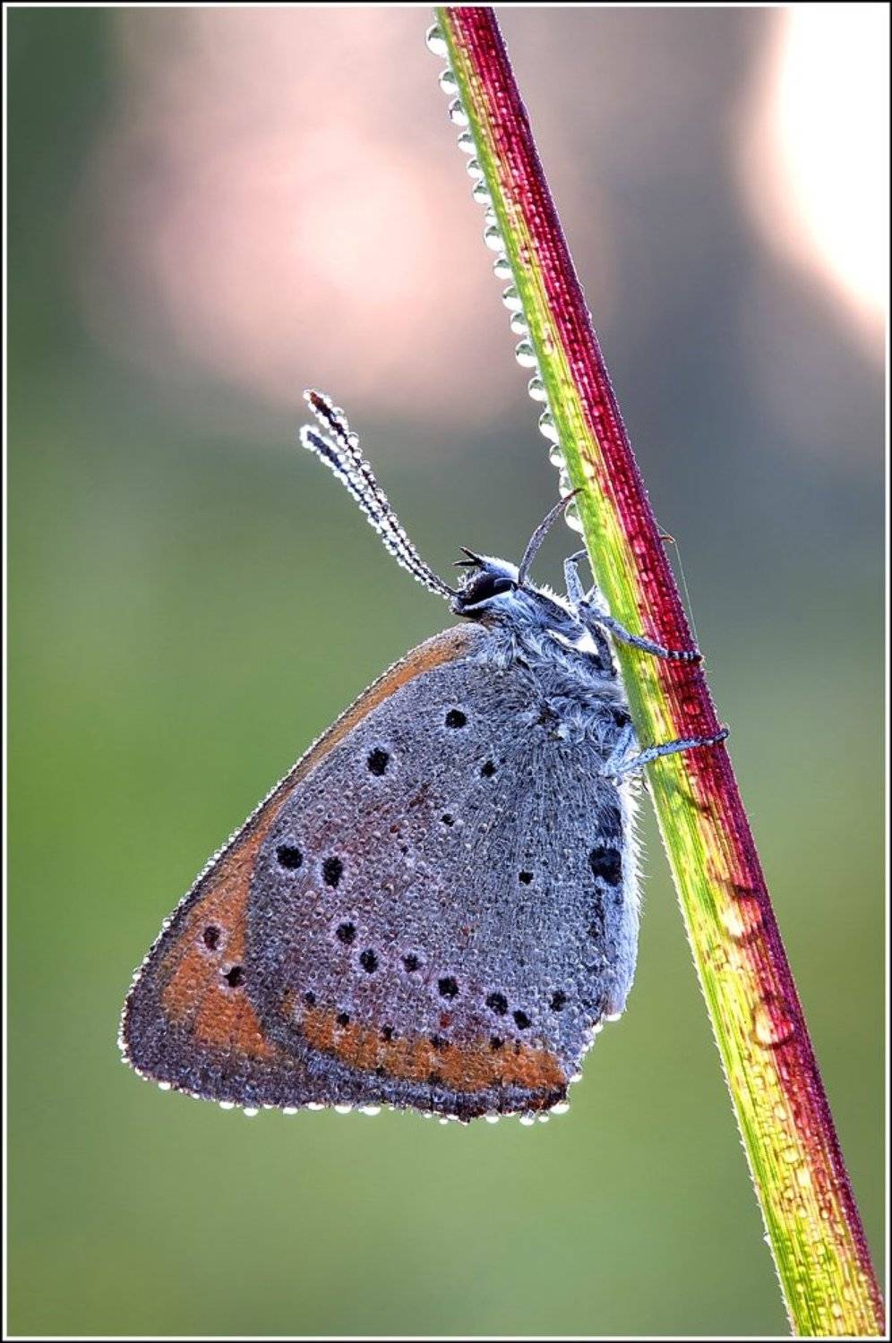 , Виктор Кулицкий