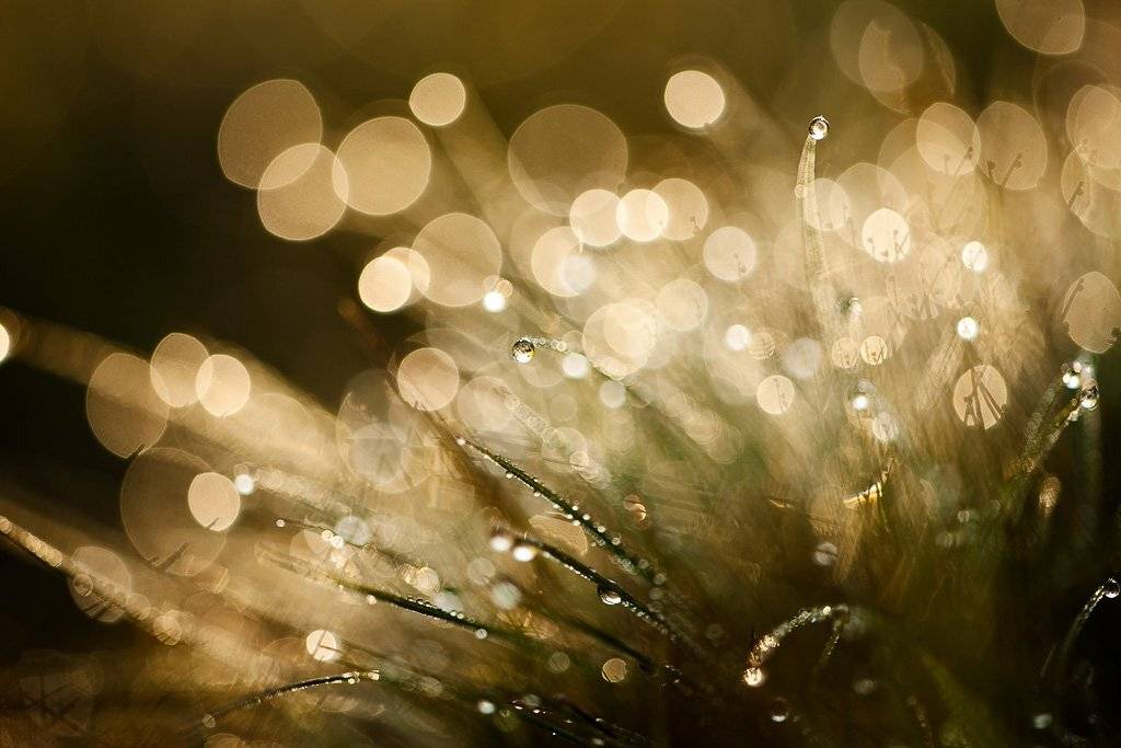 утро, роса, Юлия