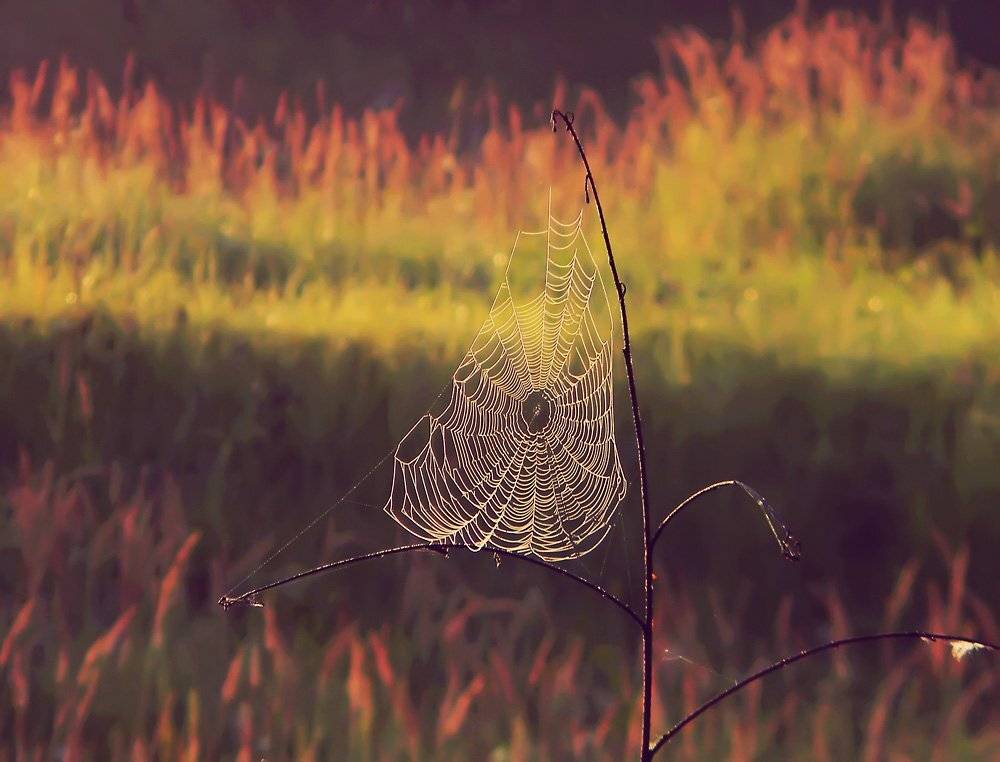 , Юлия Володина