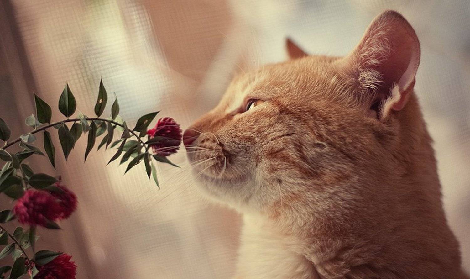 кот, Ольга М.