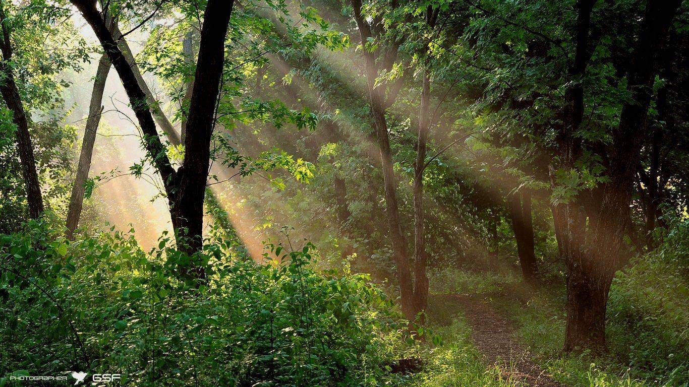 природа, лес, лучи, солнце, свет, утро, Serj Master