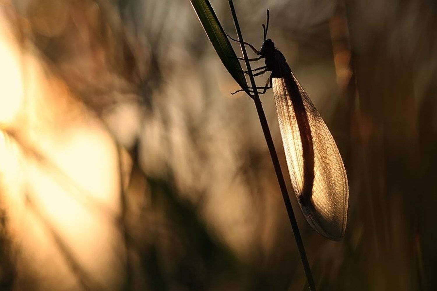 муравьиный лев, закат, Елена Ворона