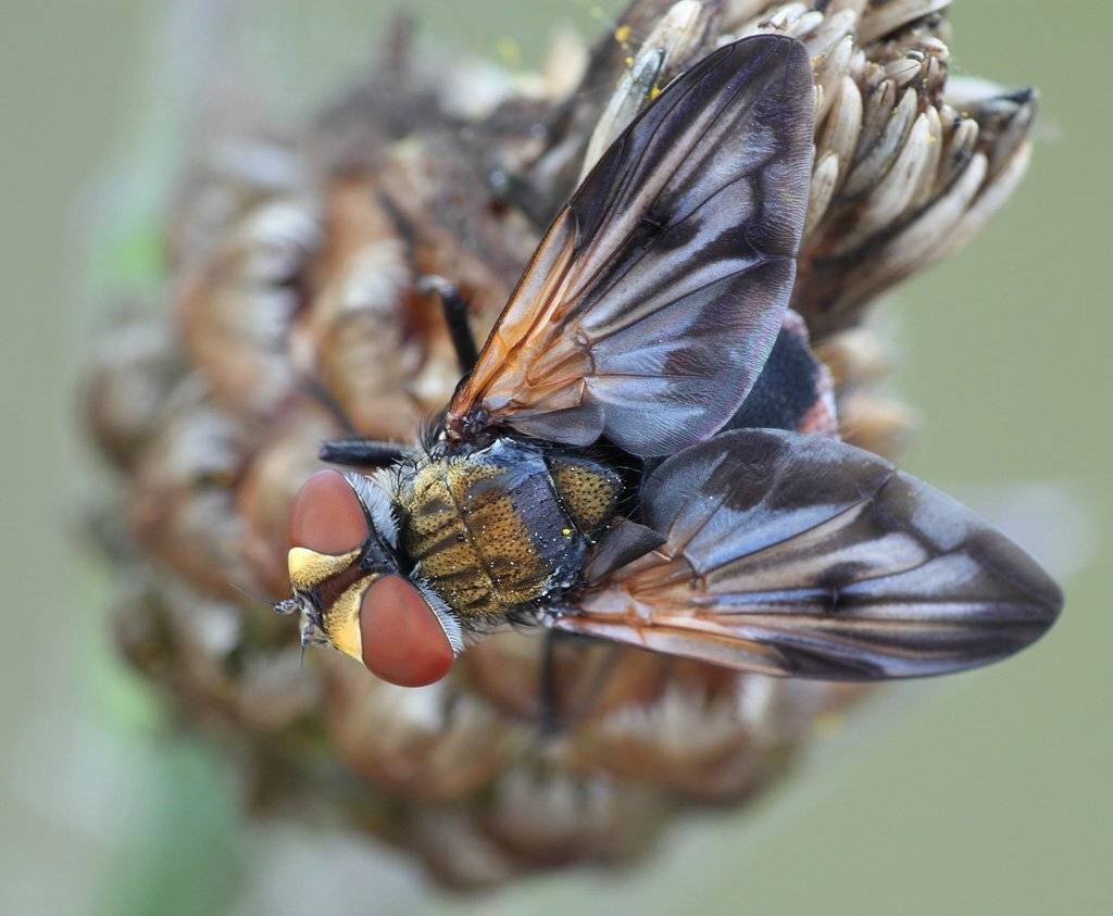 ежемуха, Сергей Таланов