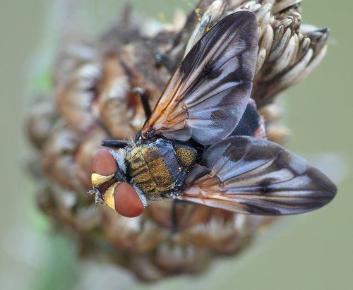 Муха моя как пряник