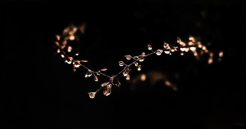 вода, капли  фото превью