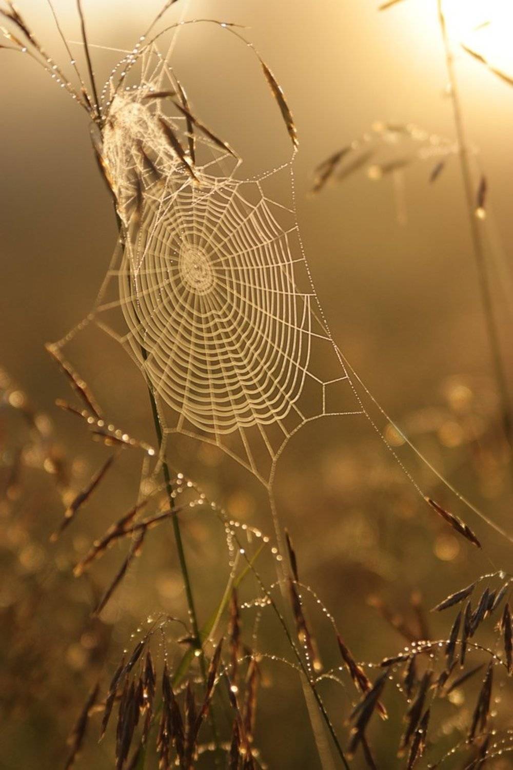 рассвет, лето, паутина, Татьяна Галкина