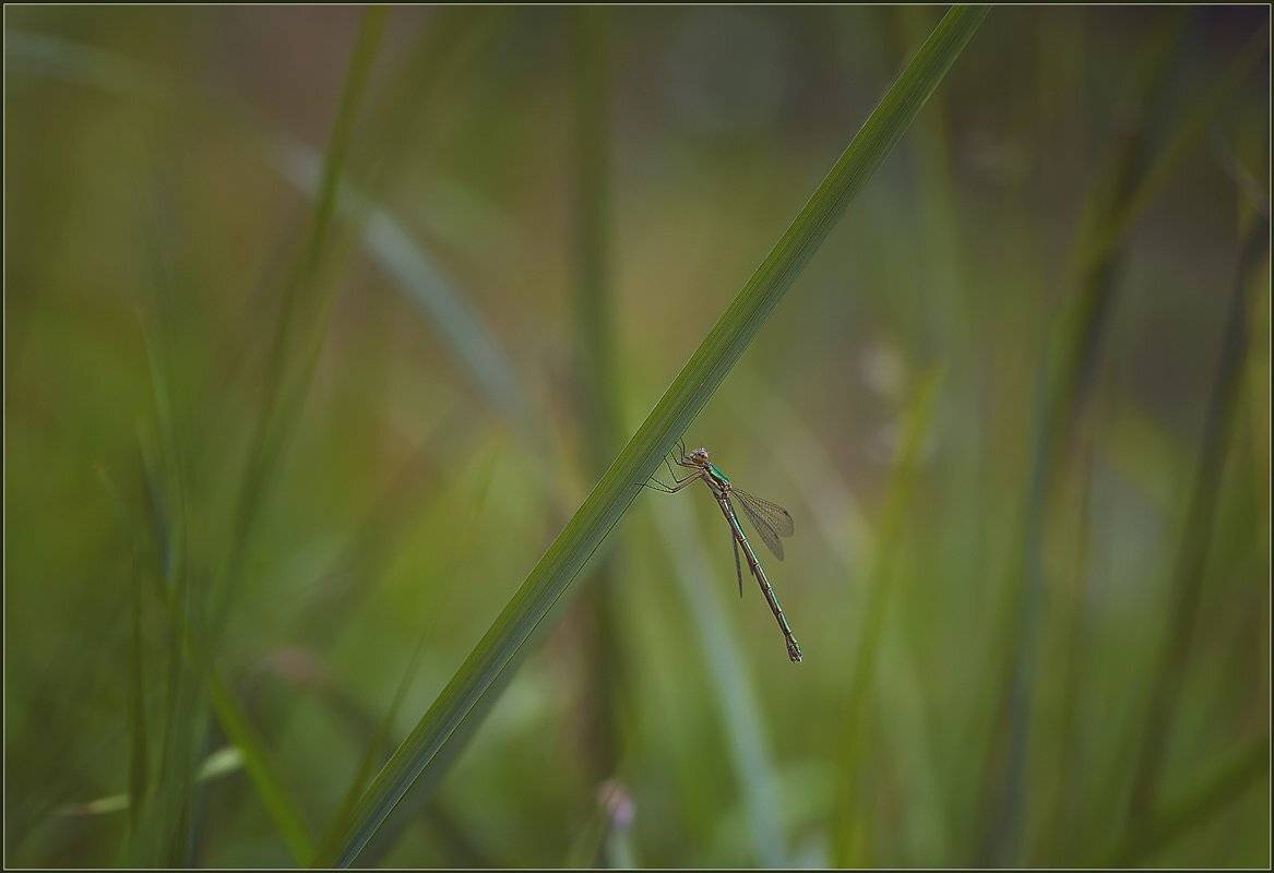 стрекоза, насекомые, макро, , Евгений Кирилкин.