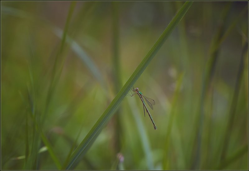 стрекоза, насекомые, макро,   фото превью