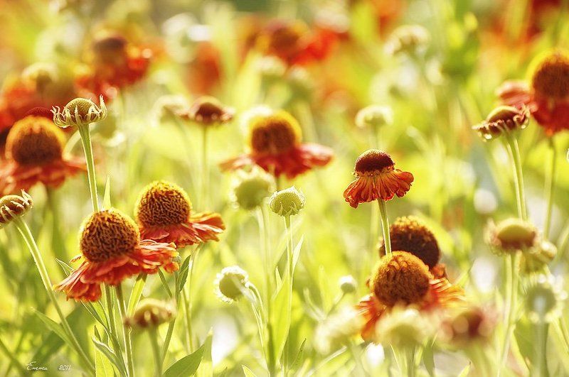 цветы, природа, зарисовка  фото превью