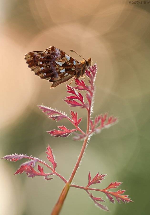 ростислав, canon 100mm macro usm, , Ростислав