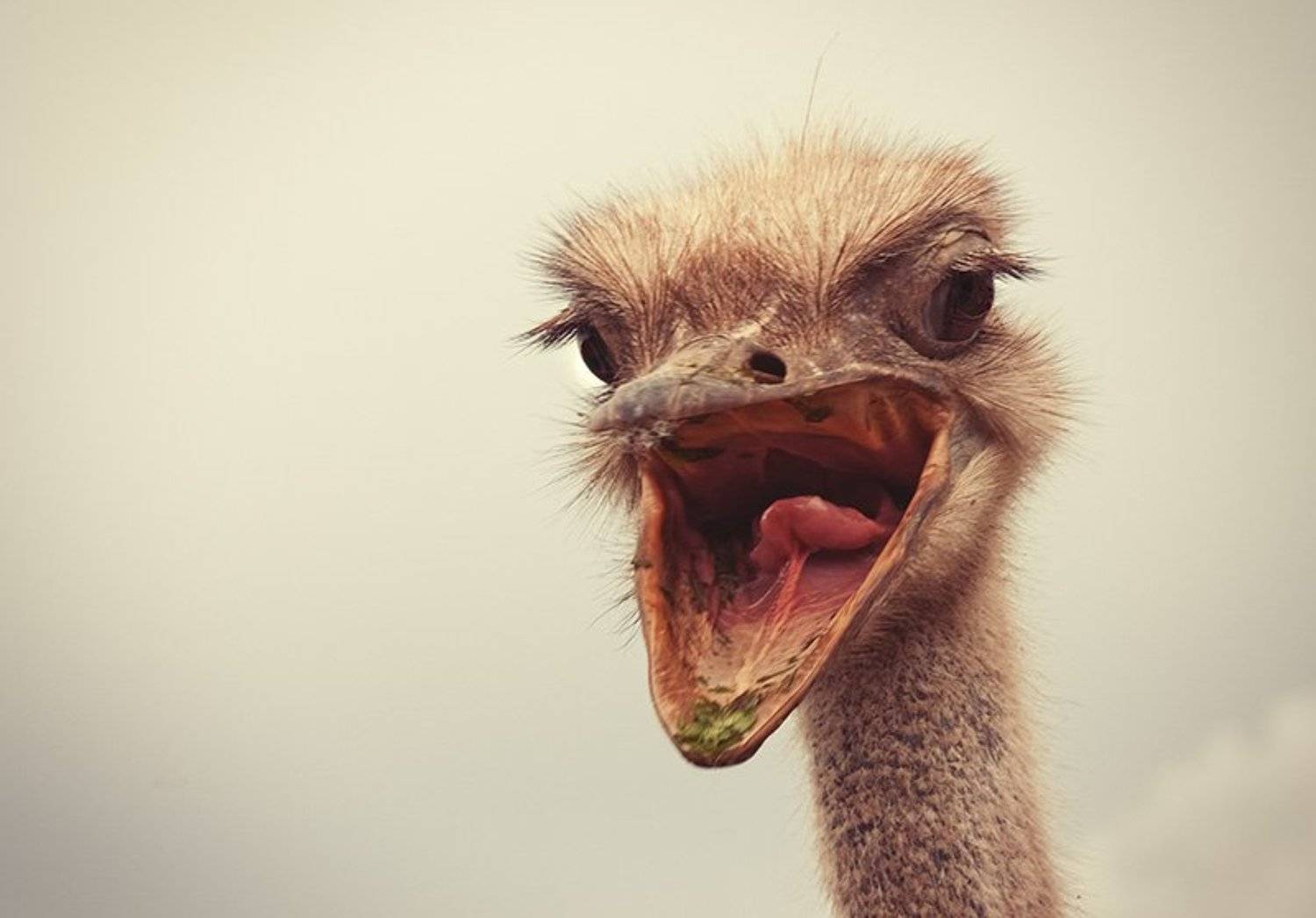 страус, Ольга М.