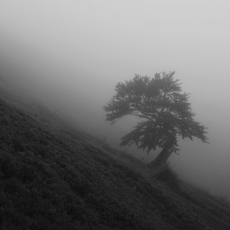 карпаты, боржава  фото превью